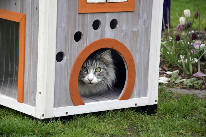 dobar Katzenhaus Fancy Cat